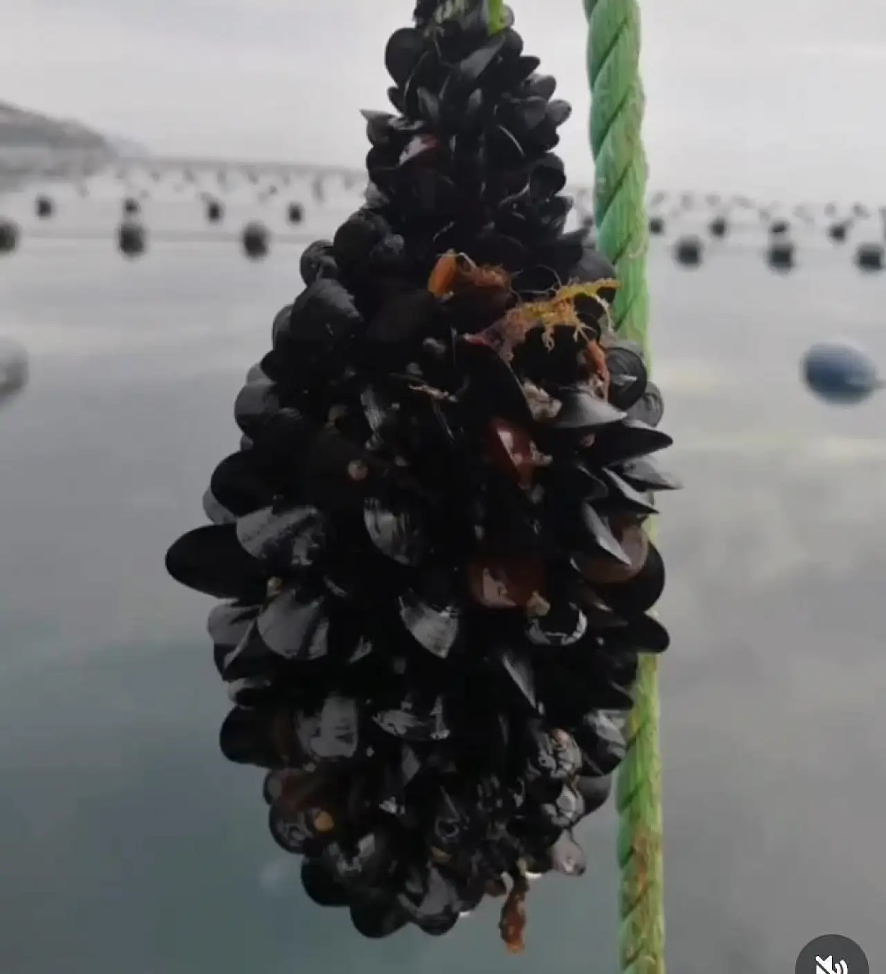 Uzmanlardan 'kaçak midye' uyarısı: Ağır metal ve toksin riski taşıyor