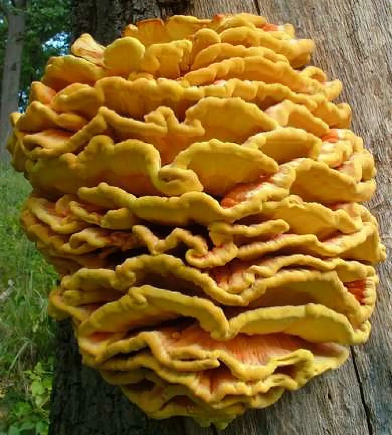 Etin yerine geçen mantar üretildi! Bilim insanları tarafından onaylandı