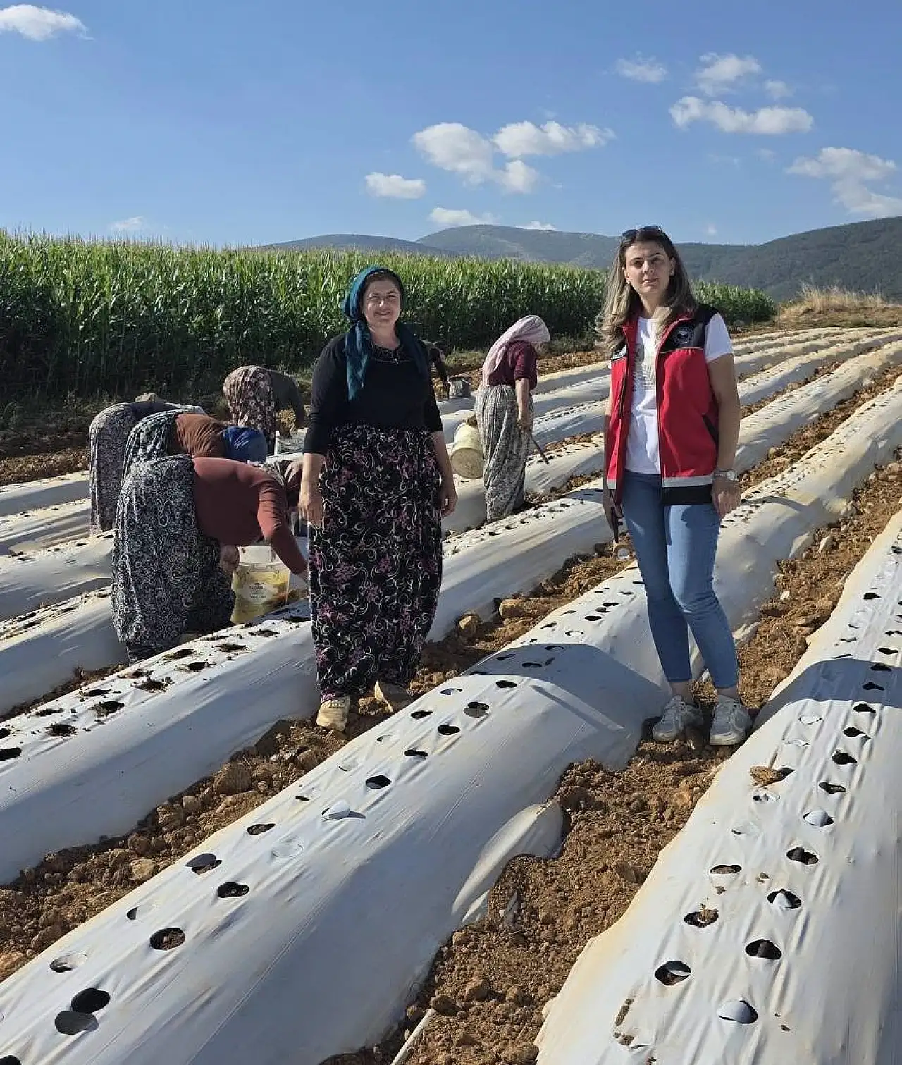 Konya çilek üretiminde merkez oluyor!