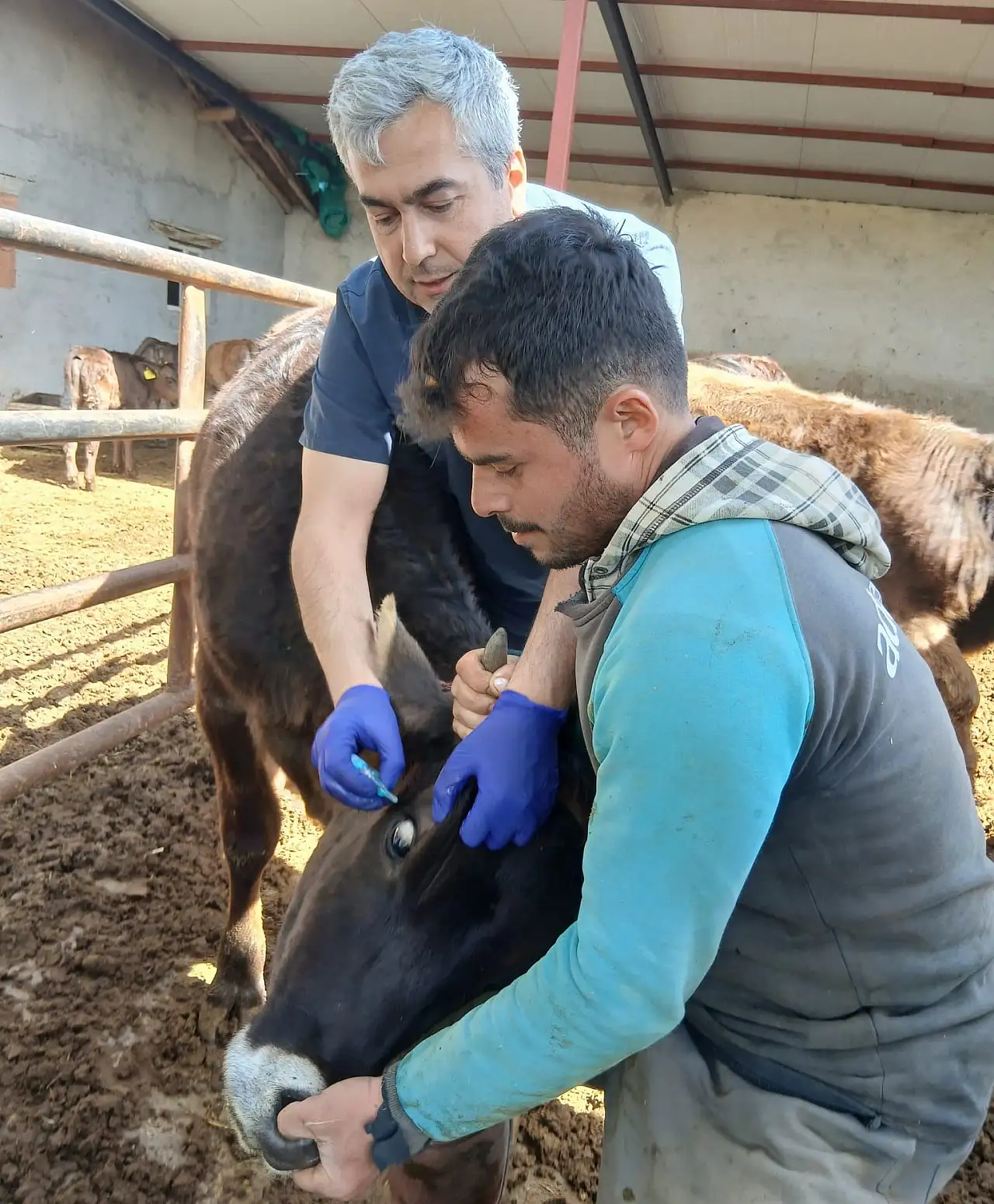 Konya'da hayvan yetiştiricilerine Tarım Müdürlüğü'nden tam destek