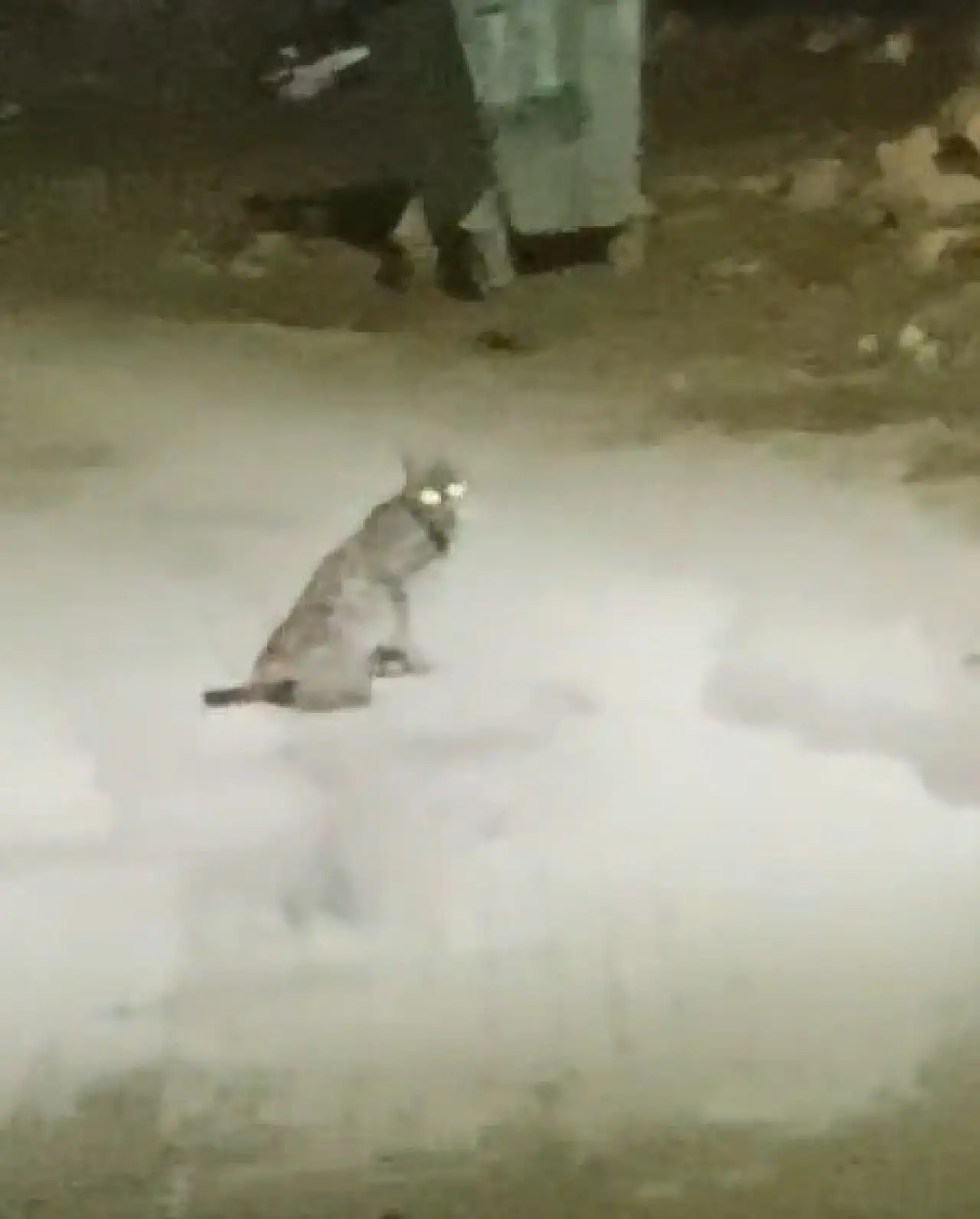 Konya'da teravih dönüşü yolda şaşırtan karşılaşma