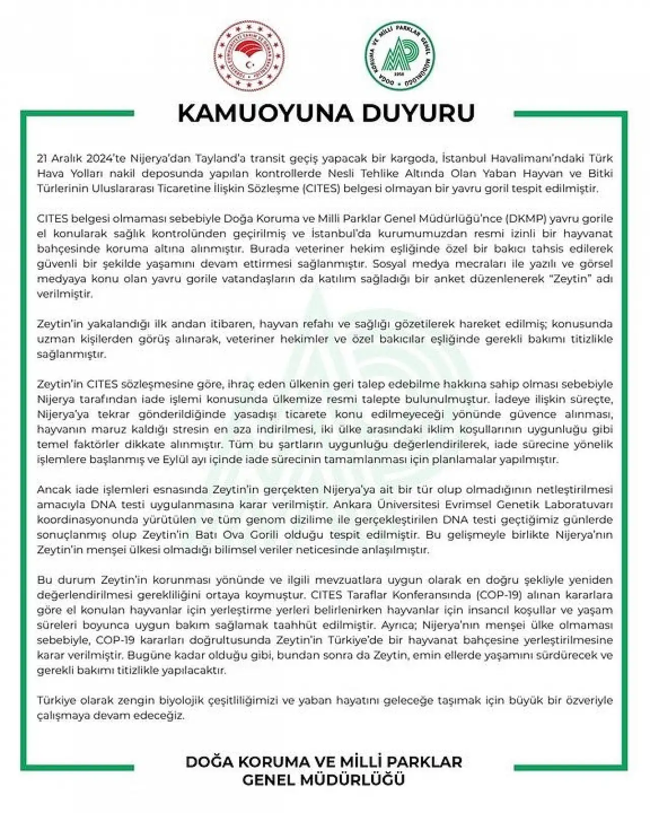 DNA testi sonucu kararı değiştirdi: Yavru goril Zeytin Türkiye'de kalıyor