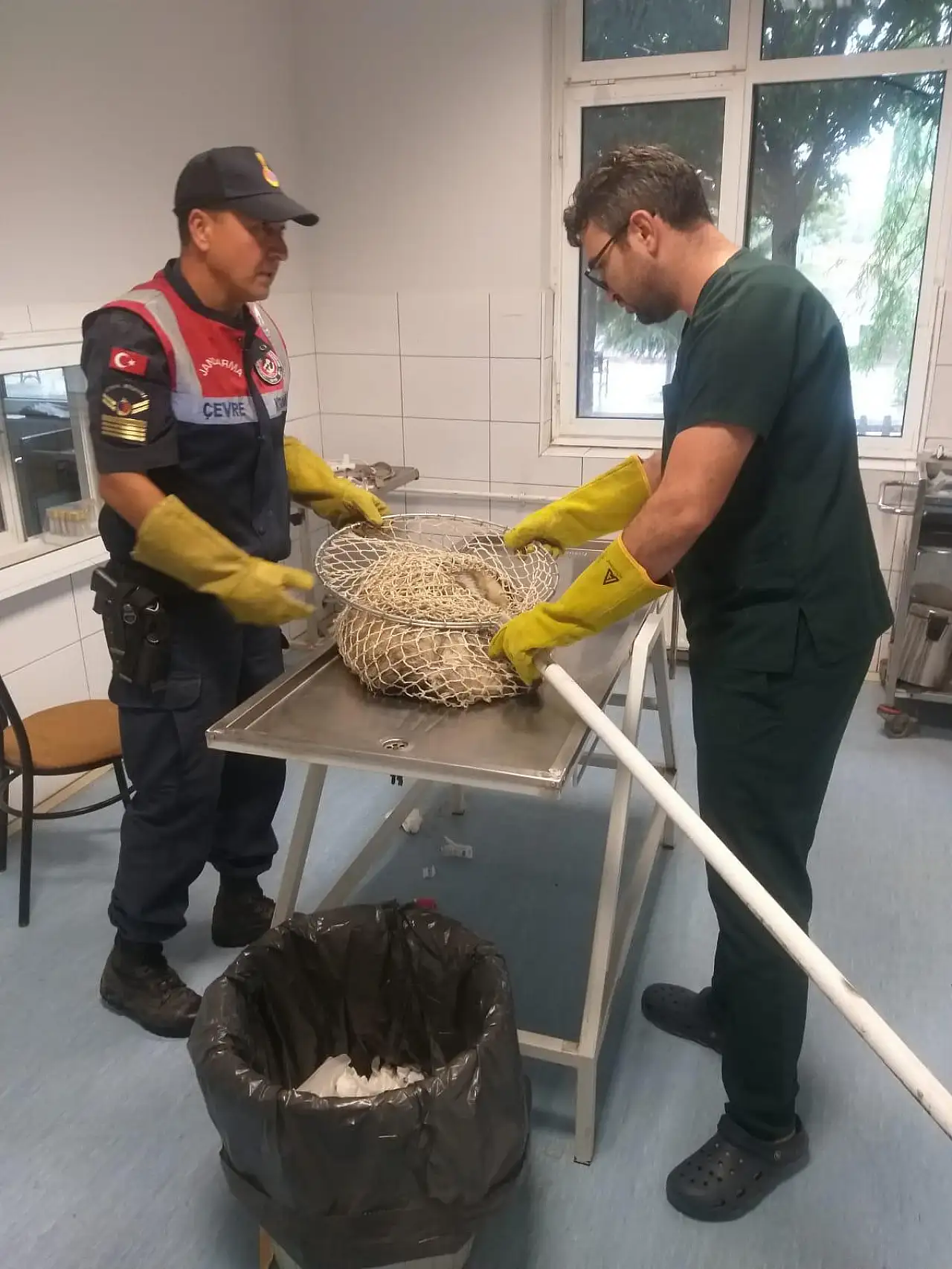 Yaralı halde bulunan bal porsuğu tedavi altına alındı