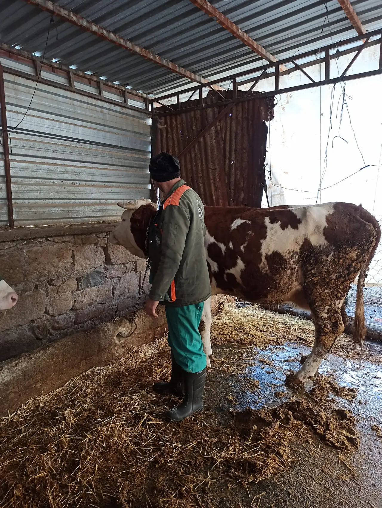Konya'da hayvan sağlığı için ekipler sahada