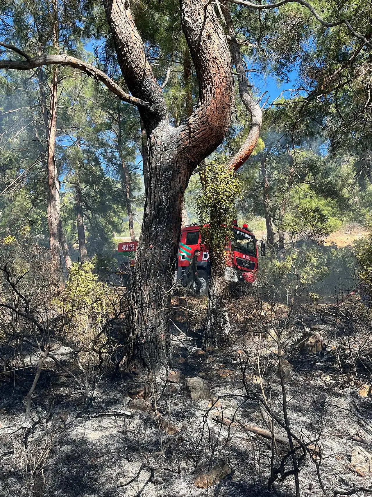 Ormanlık alanda yangın çıktı