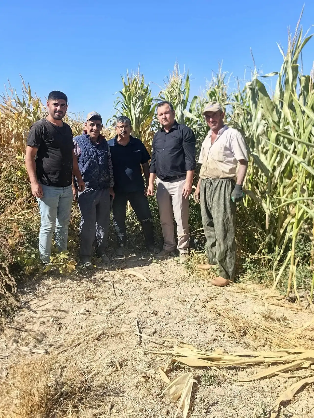 Konya'da mısır hasadı erken başladı: Fiyat aralığı belli oldu!