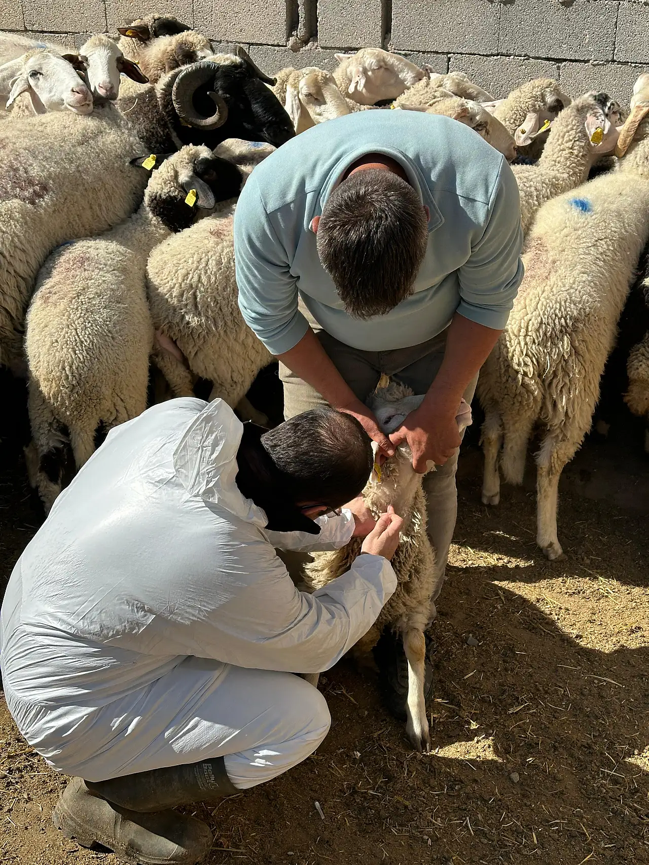 Konya'da hayvan vebası mı var? Yoğun inceleme başlatıldı...