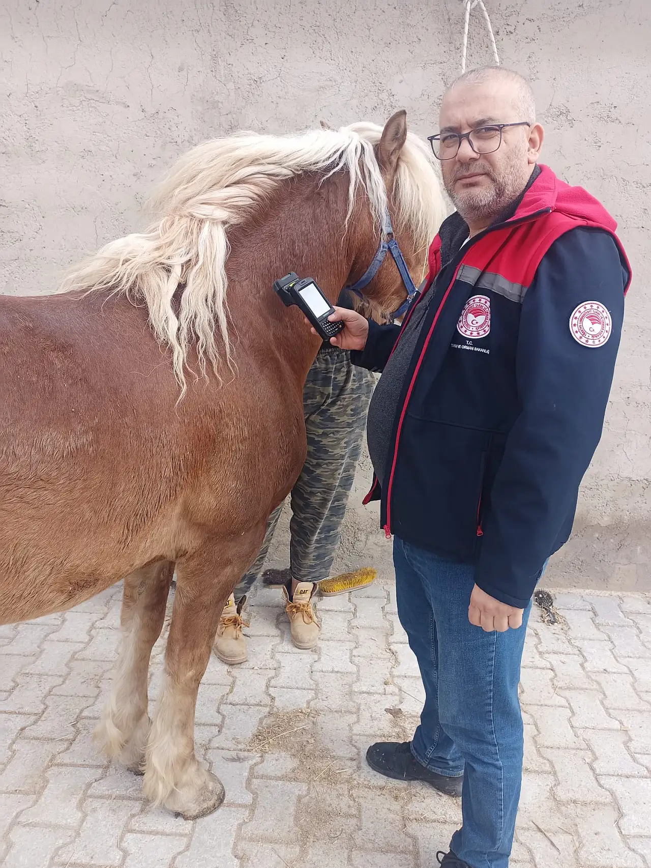 Hayvan sağlığına Konya titizliği: Tek tırnaklılar mercek altında