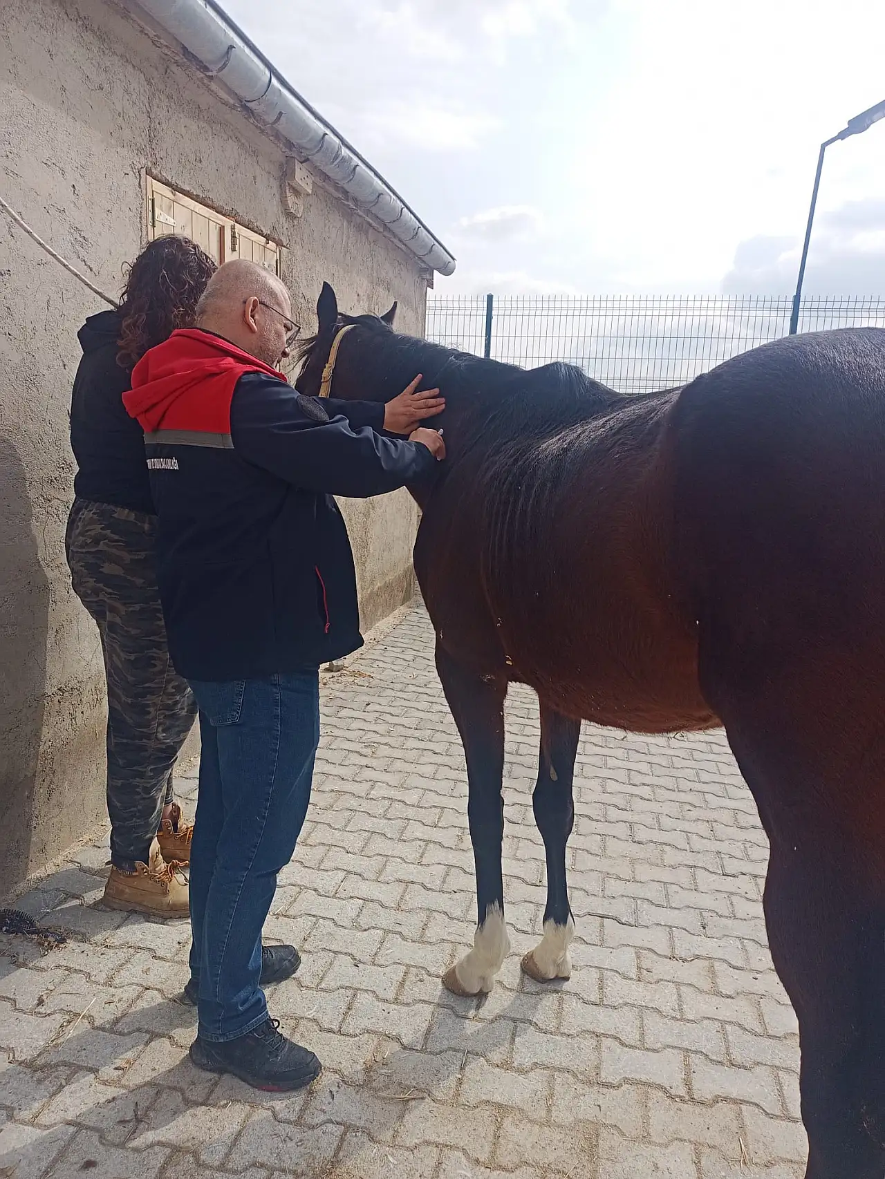 Hayvan sağlığına Konya titizliği: Tek tırnaklılar mercek altında