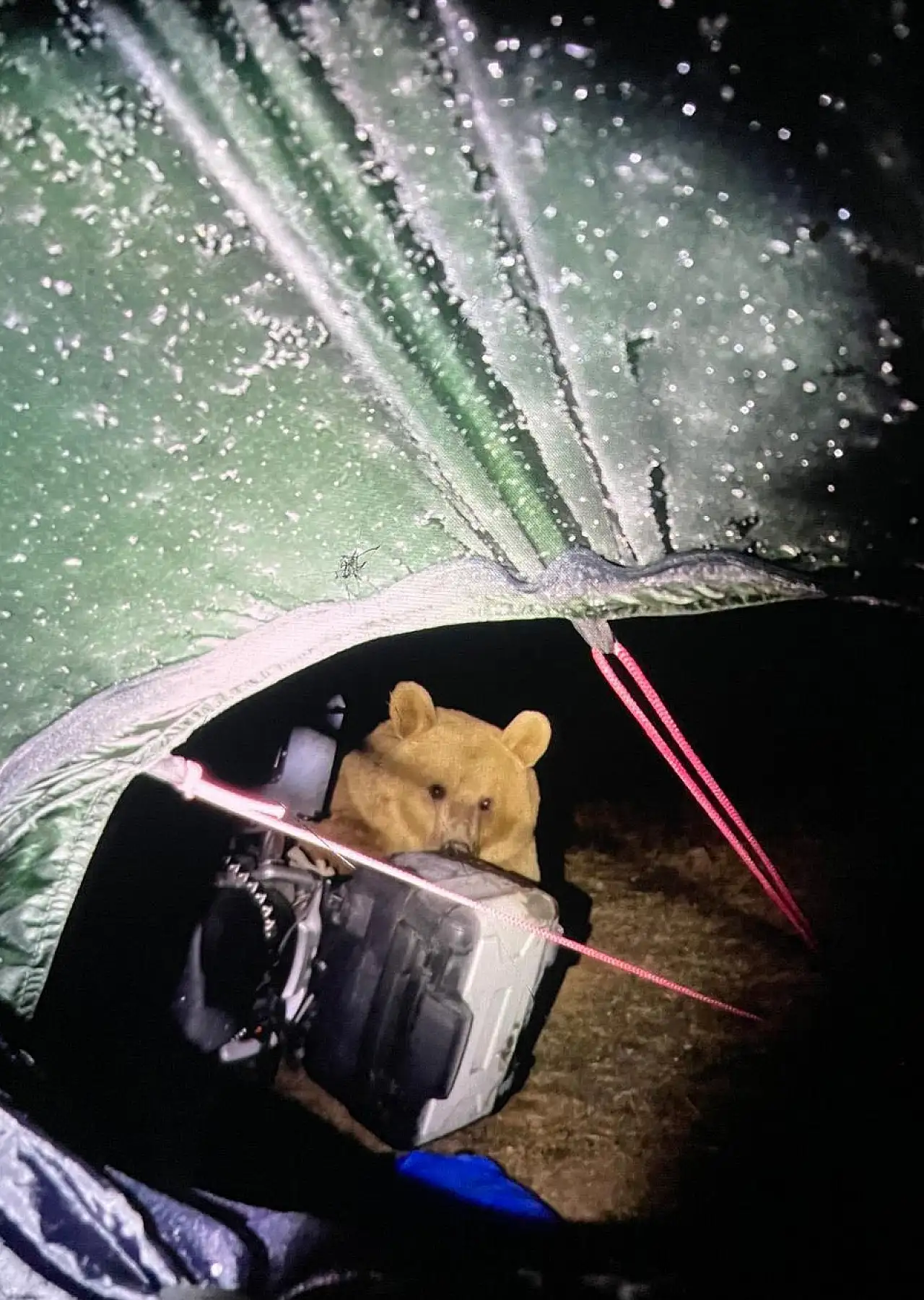 Kamp yapan turiste ayı saldırdı