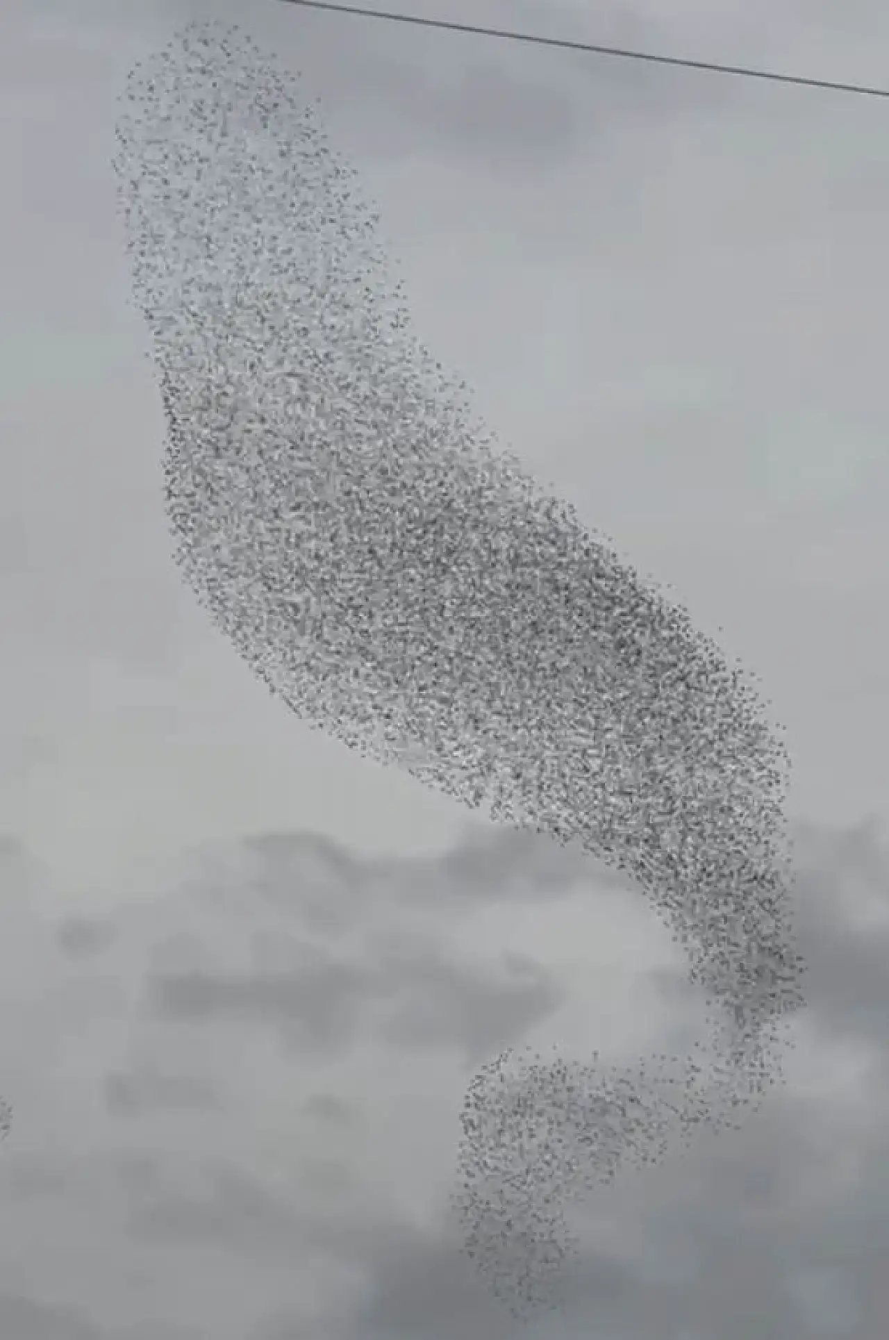 Konya'da binlerce sığırcığın sabah dansı büyüledi