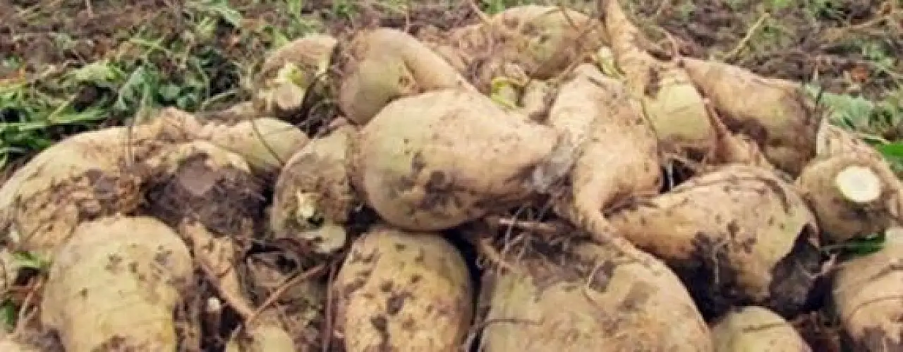Pancar üreticisinin fiyat beklentisini Meclis'e taşıyan Bektaş, 'Çiftçimizin emeği korunmalıydı' dedi.