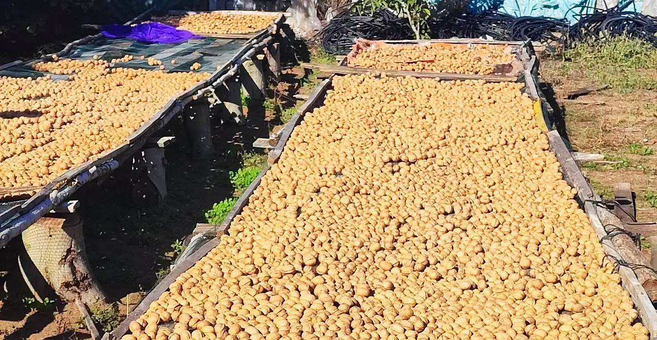 Konya'da dallar bereket dolu! Çifte hasat sevinci