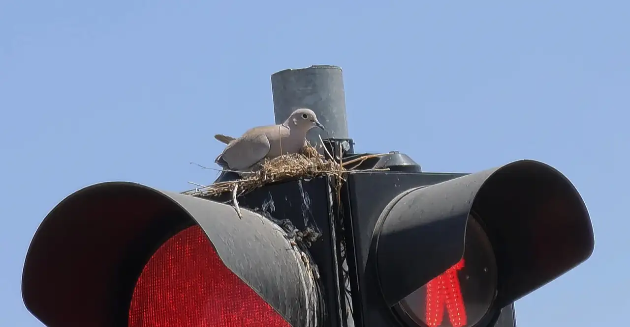 Konya'da trafik ışığı kumrulara yuva oldu