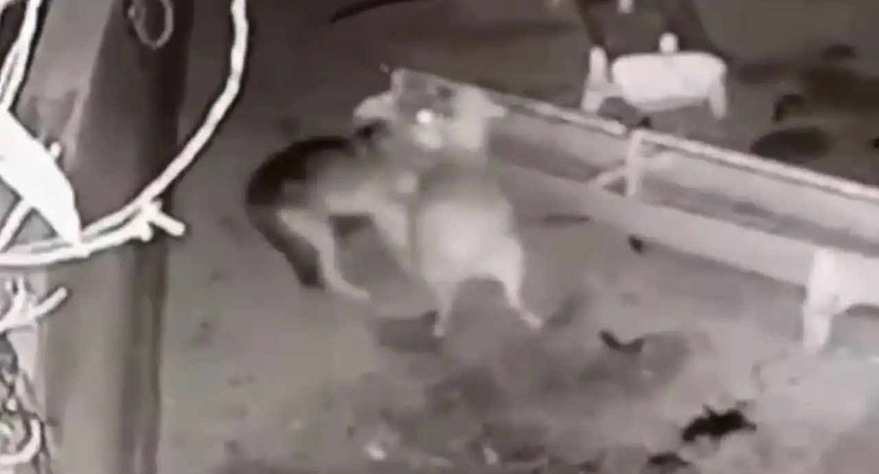 Konya'da ağıla giren kurt, katliam yaptı!