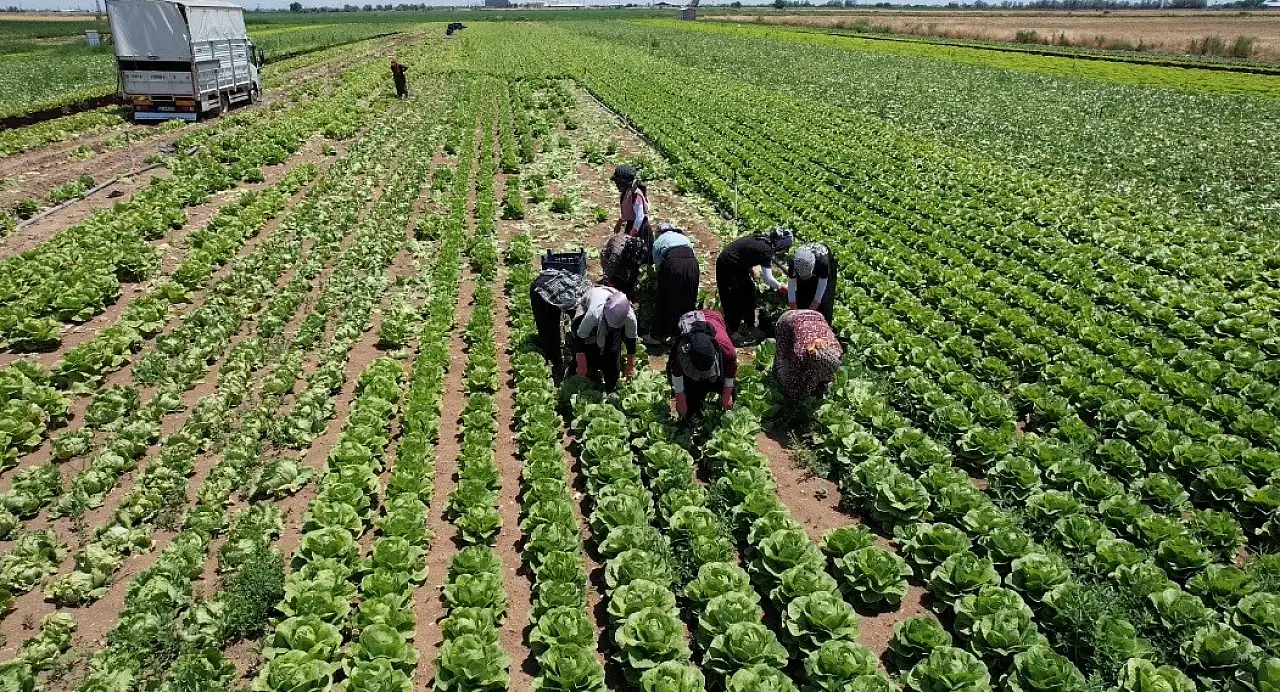 Tarlada 5, markette 50 lira! Konya Ovası'ndaki o ürün üreticiyi kara kara düşündürüyor