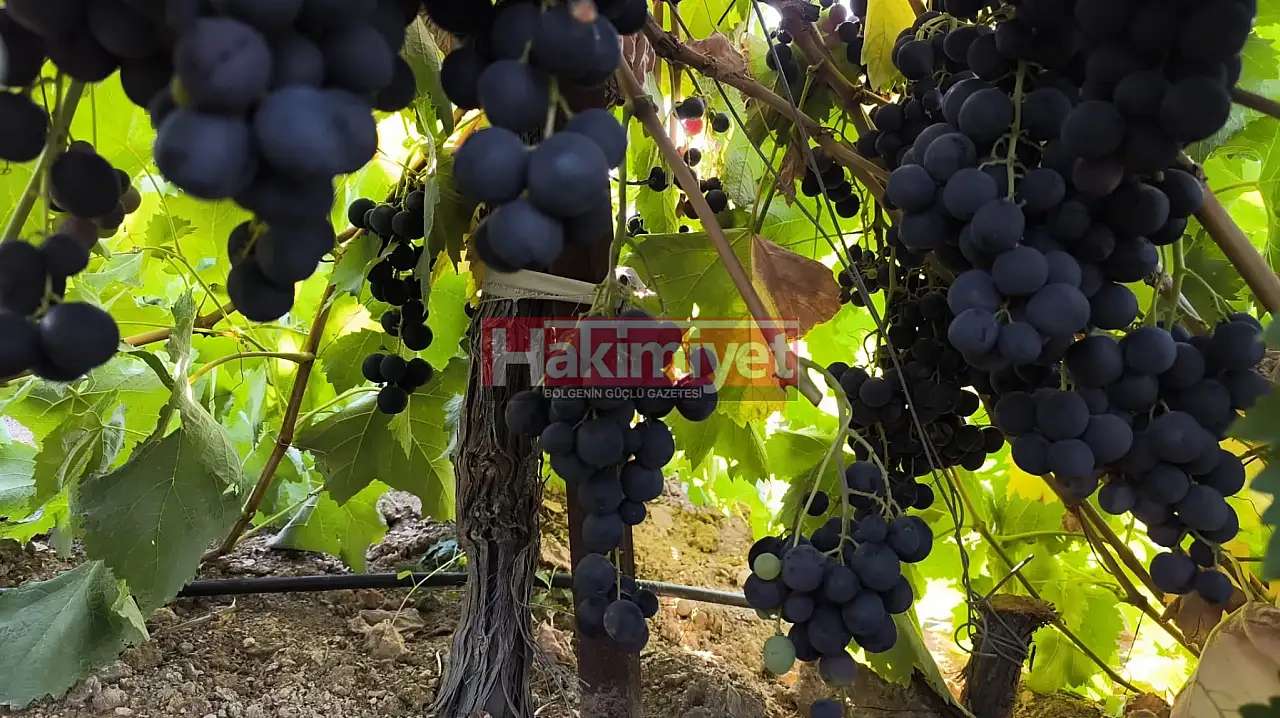 Konya'da kollar sıvandı! Kışın şifası için saatlerce başında bekliyorlar