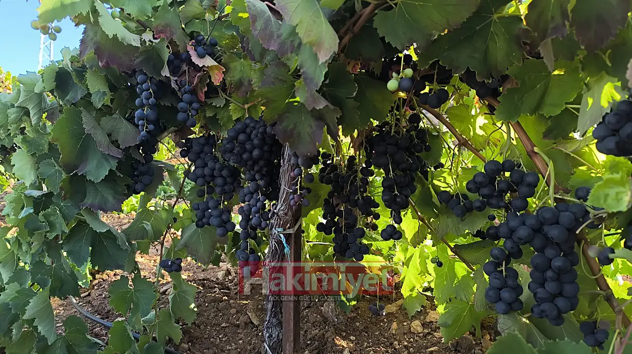 Konya'da kollar sıvandı! Kışın şifası için saatlerce başında bekliyorlar