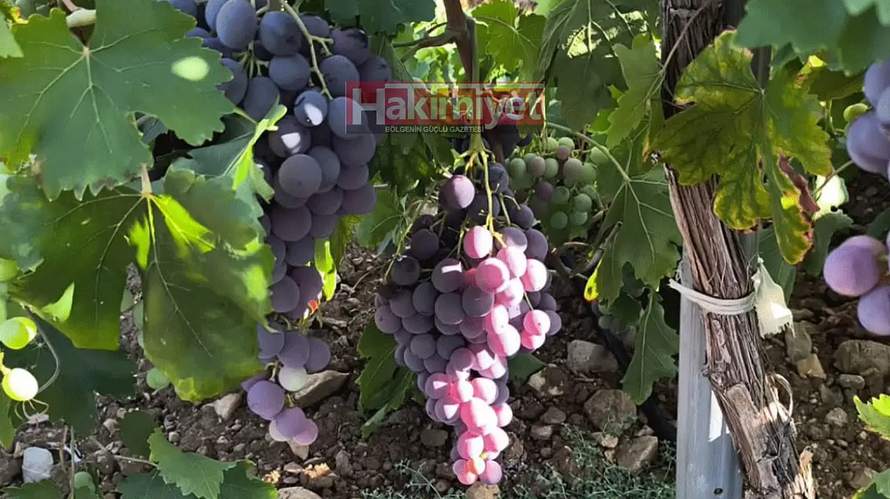 Konya'da kollar sıvandı! Kışın şifası için saatlerce başında bekliyorlar