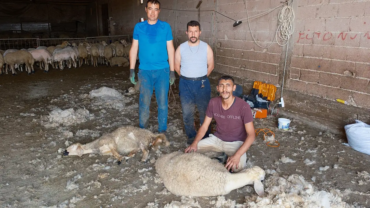 Konya hayvancılığında cazip iş kapısı: Bu ekip ayda 750 bin TL kazanıyor