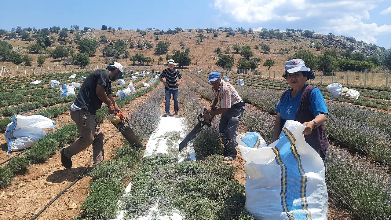 Terapi sayesinde lavanta üreticisi oldu