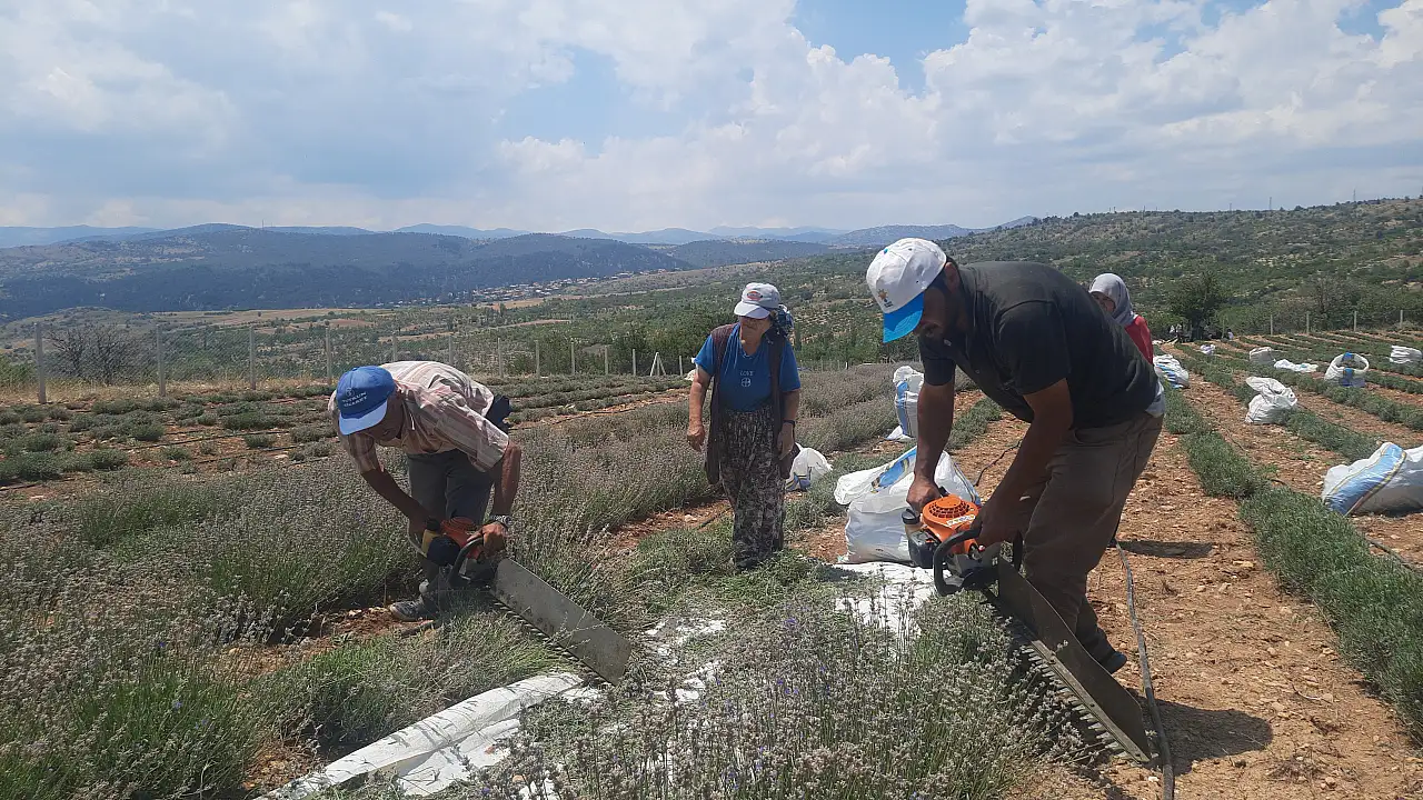 Terapi sayesinde lavanta üreticisi oldu
