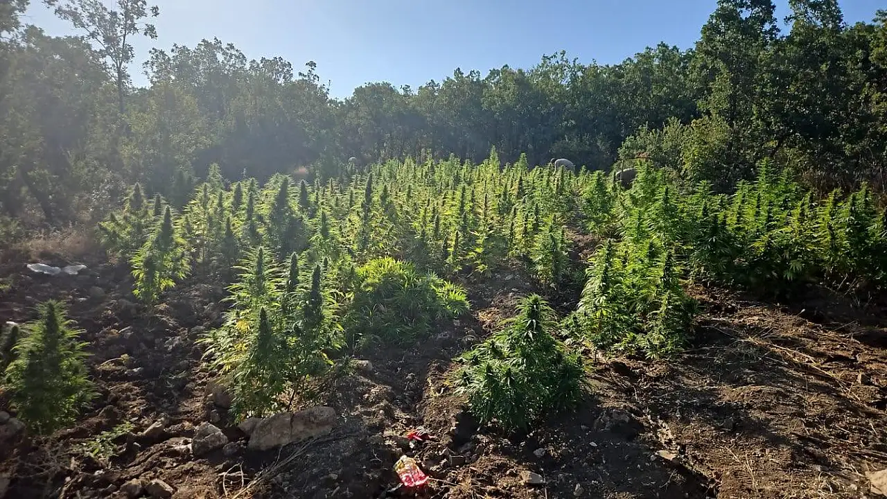 2 milyon kök Hint keneviri ve 110 kilogram esrar ele geçirildi