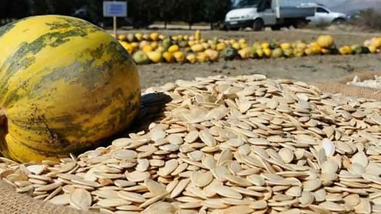 Konya topraklarında üretiliyor! Faydası saymakla bitmiyor! İşte bu yıl ki verimi açıklandı...
