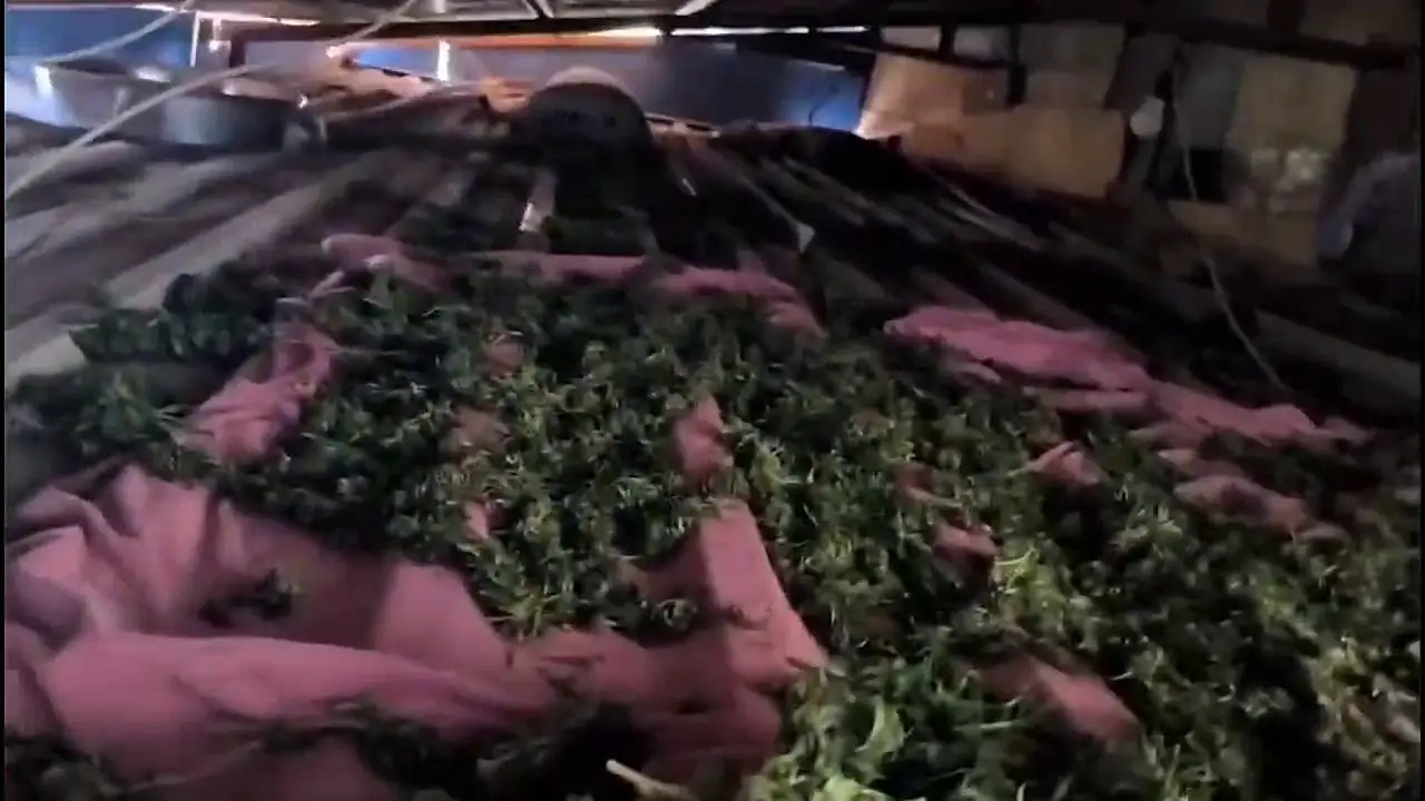 Zehir tarlasına operasyon: 3 tutuklama