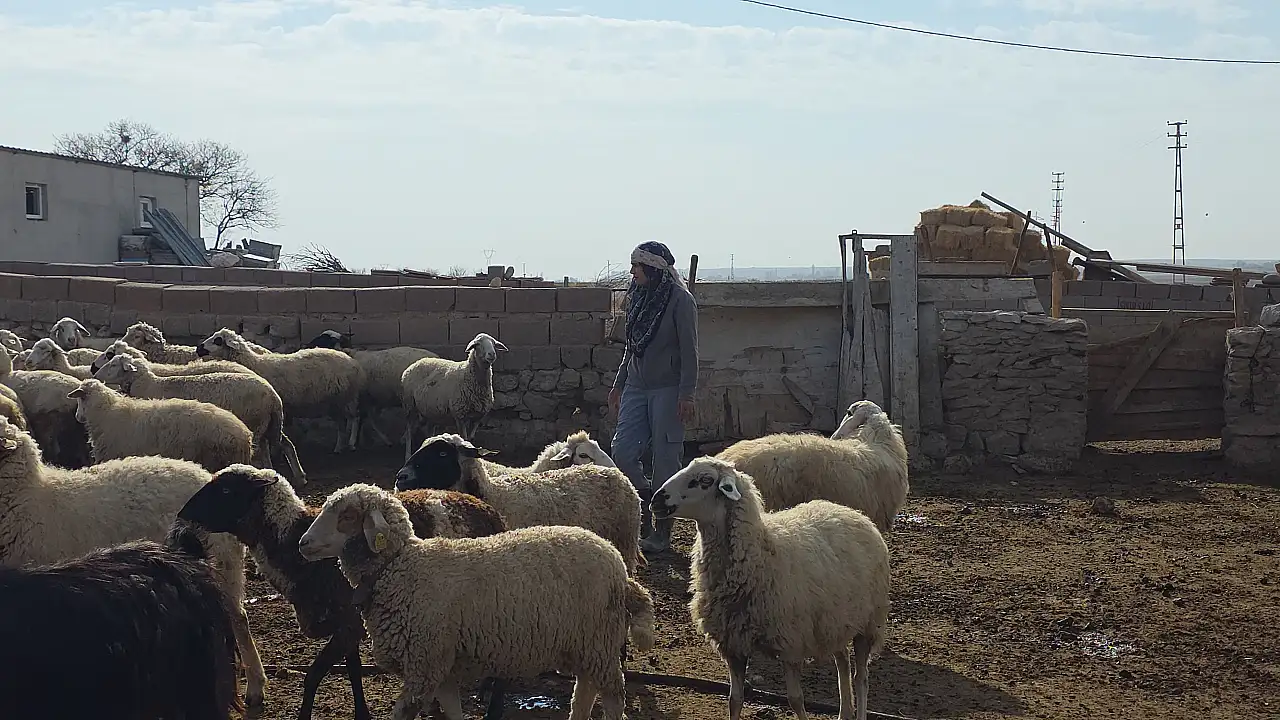 Aksaraylı genç çiftçi Ayşe tarımda ezber bozuyor
