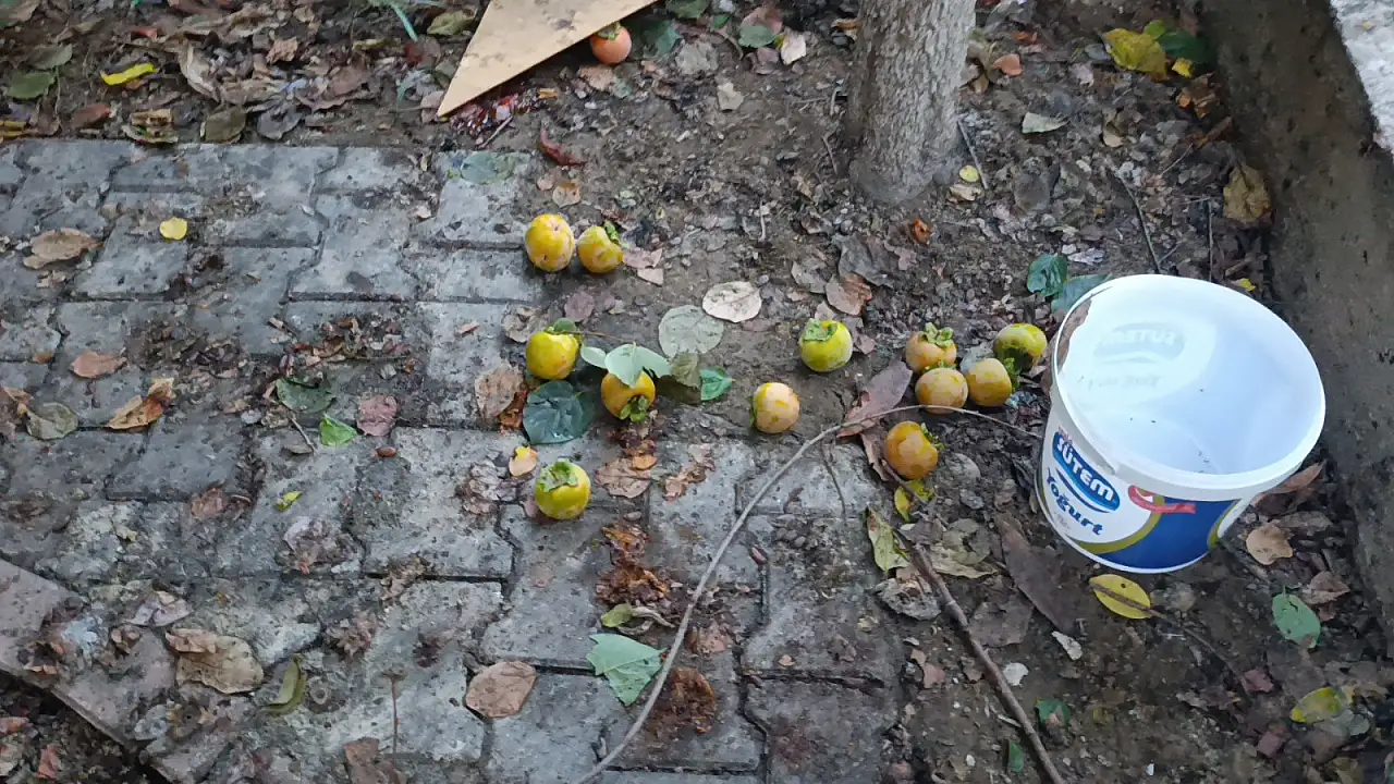 Trabzon hurması toplarken kanlar içinde kaldı