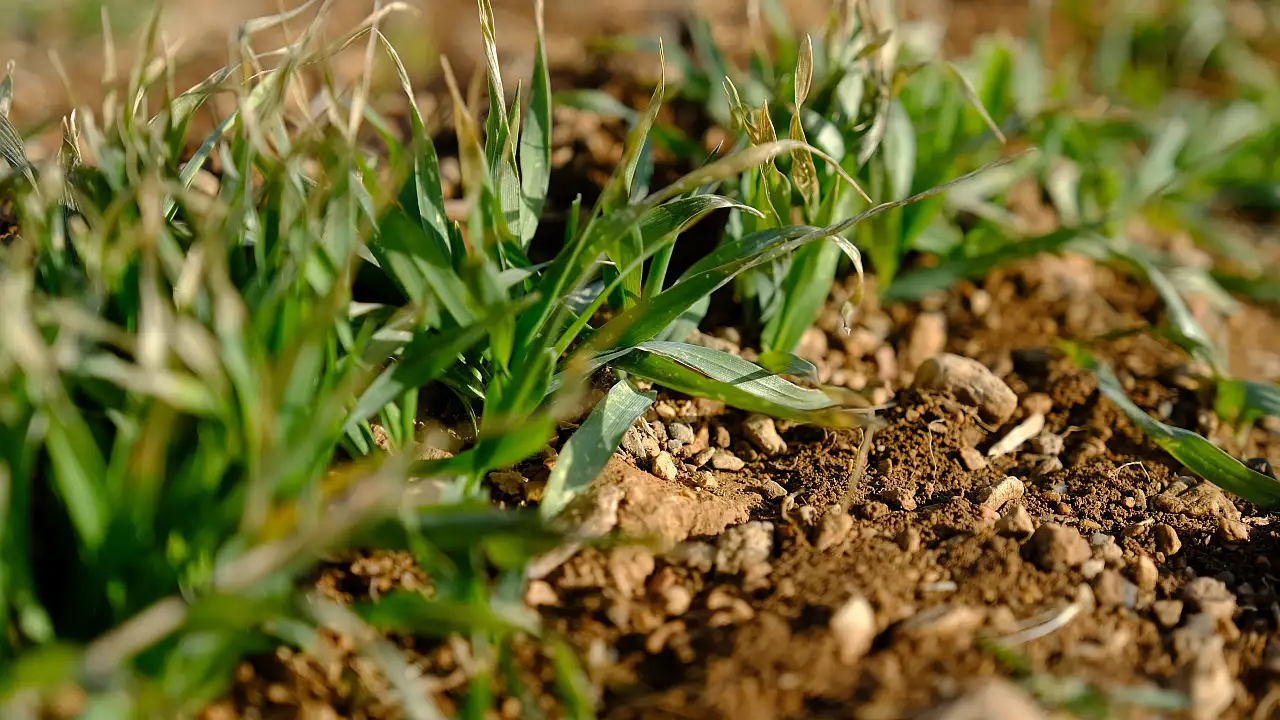 Türkiye'nin tahıl ambarı Konya'da son yağışlar yüz güldürdü