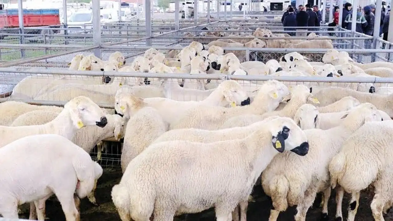 Satılamayan kurbanlıklar ne olacak? Bakan Yumaklı'dan kritik açıklama
