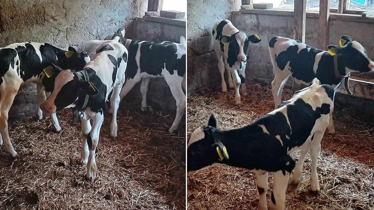 Görenleri hayrete düşüren doğum: Bereketin simgesi