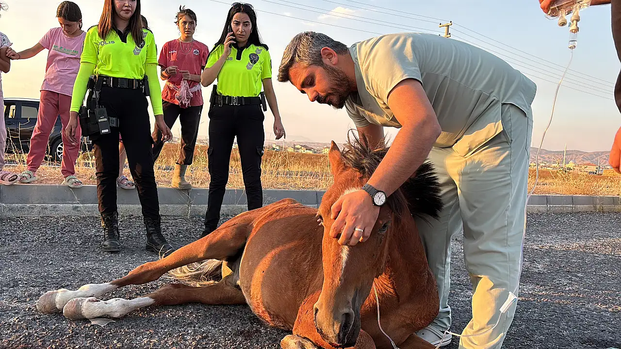 Saatlerce acılar içinde kıvrandı yardım gelmedi! Yoldan geçen çekiciyle götürdüler