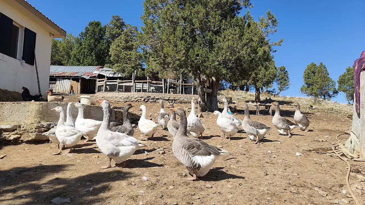Konya'nın yükseklerinde kaynatılıyor, talebe yetişemiyor