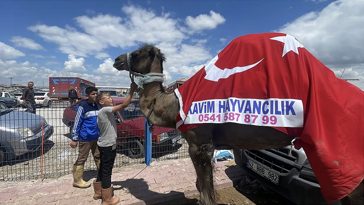 Konyalılar akın etti, pazarda izdiham yarattı! Tam 780 kilogram: İşte Meram'ın en pahalı kurbanlığı