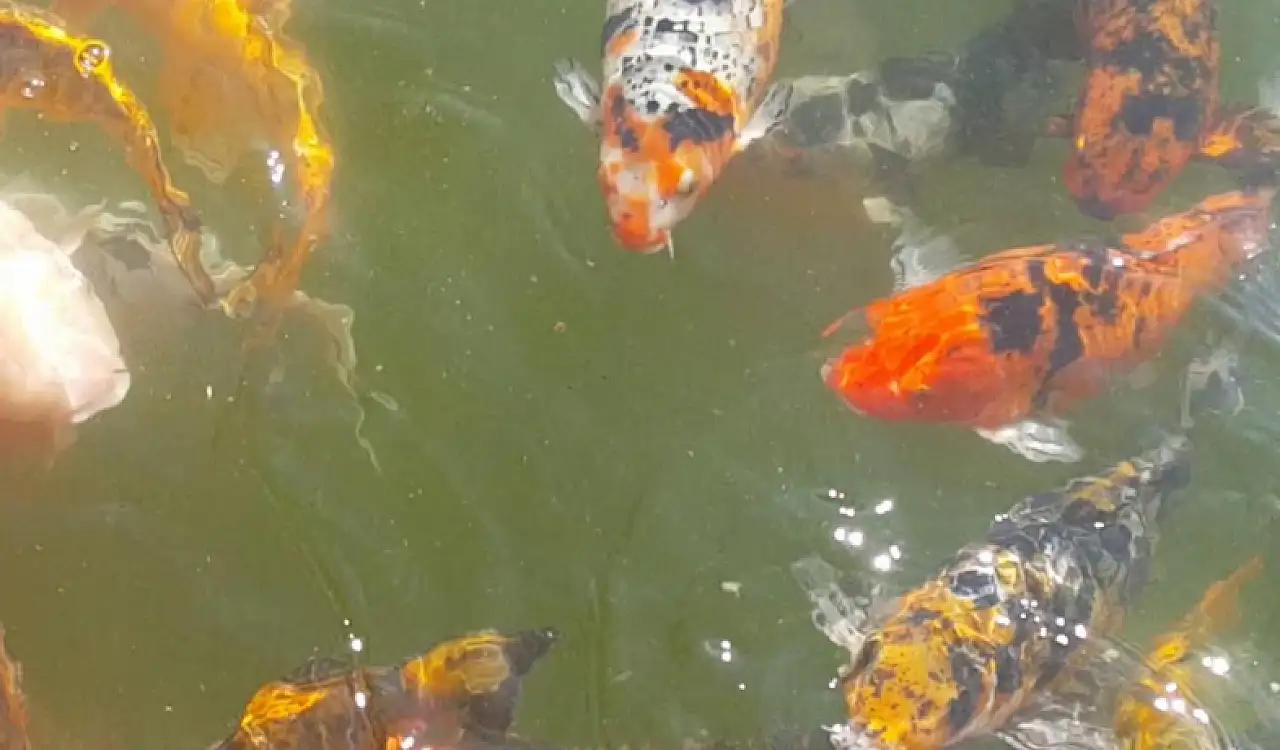 Konya'da Japon esintisi: Türkiye'nin en büyüğü!