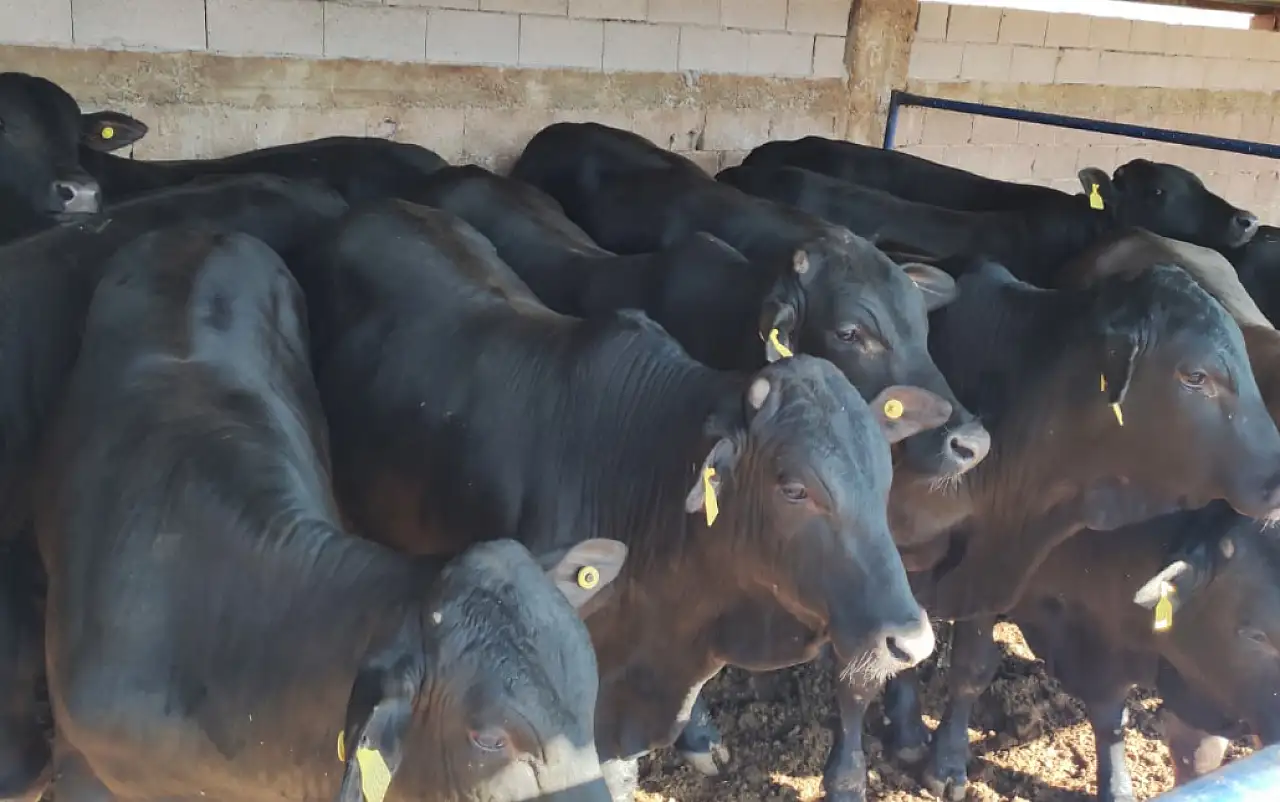 Konya'da şap hastalığı alarmı: Ekipler harekete geçti!