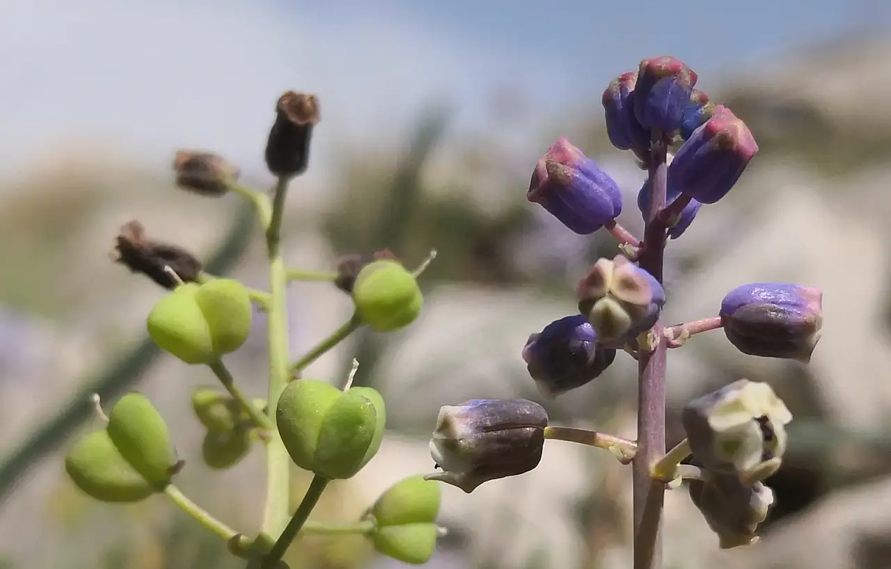 Konya'da yeni bitki türü keşfedildi: 'Konya Sümbülü'