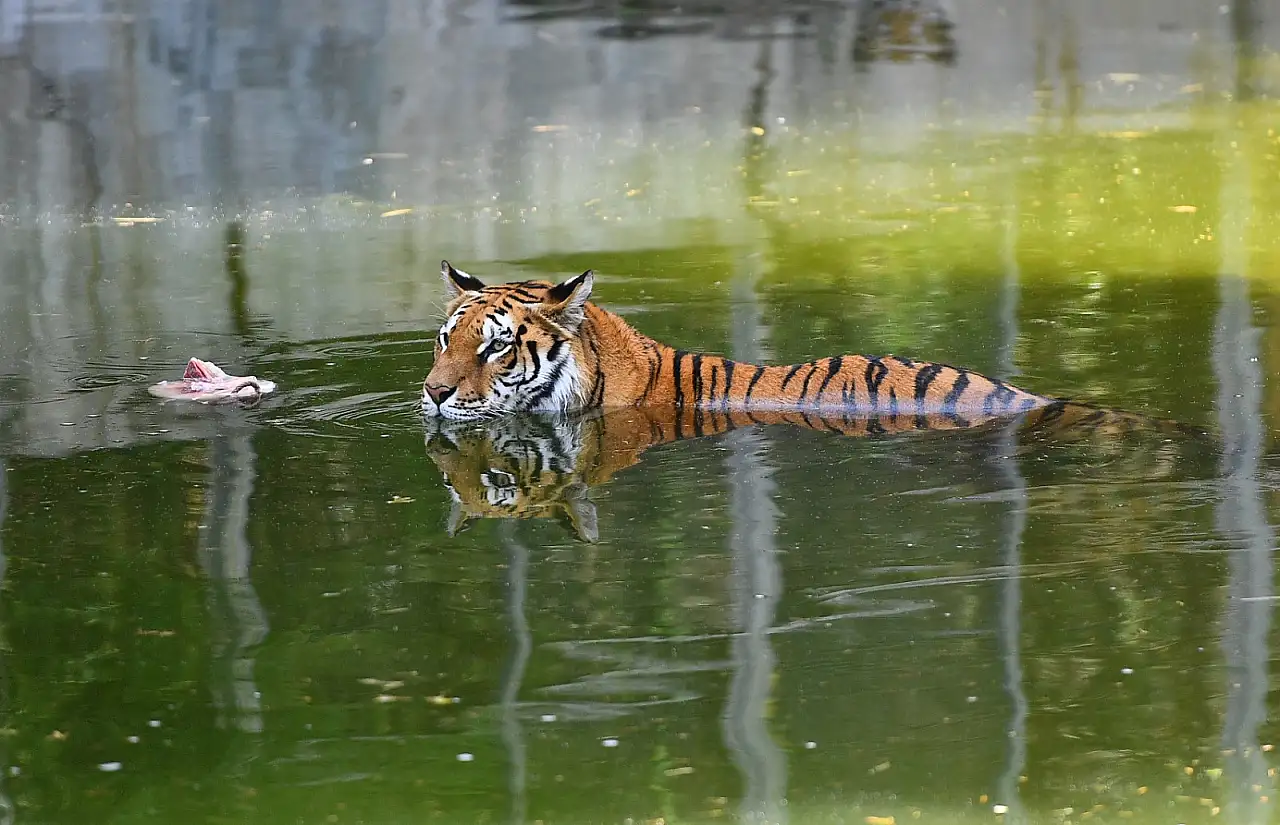 İzmir Doğal Yaşam Parkı'nda hayvanlar sıcak havalardan bunalıyor