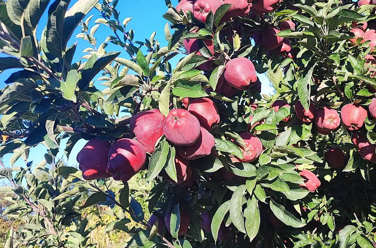 Konya'da dallar bereket dolu! Çifte hasat sevinci