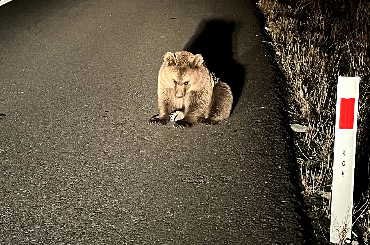 Bitkin halde bulunan bozayı yavrusu ekipleri harekete geçirdi