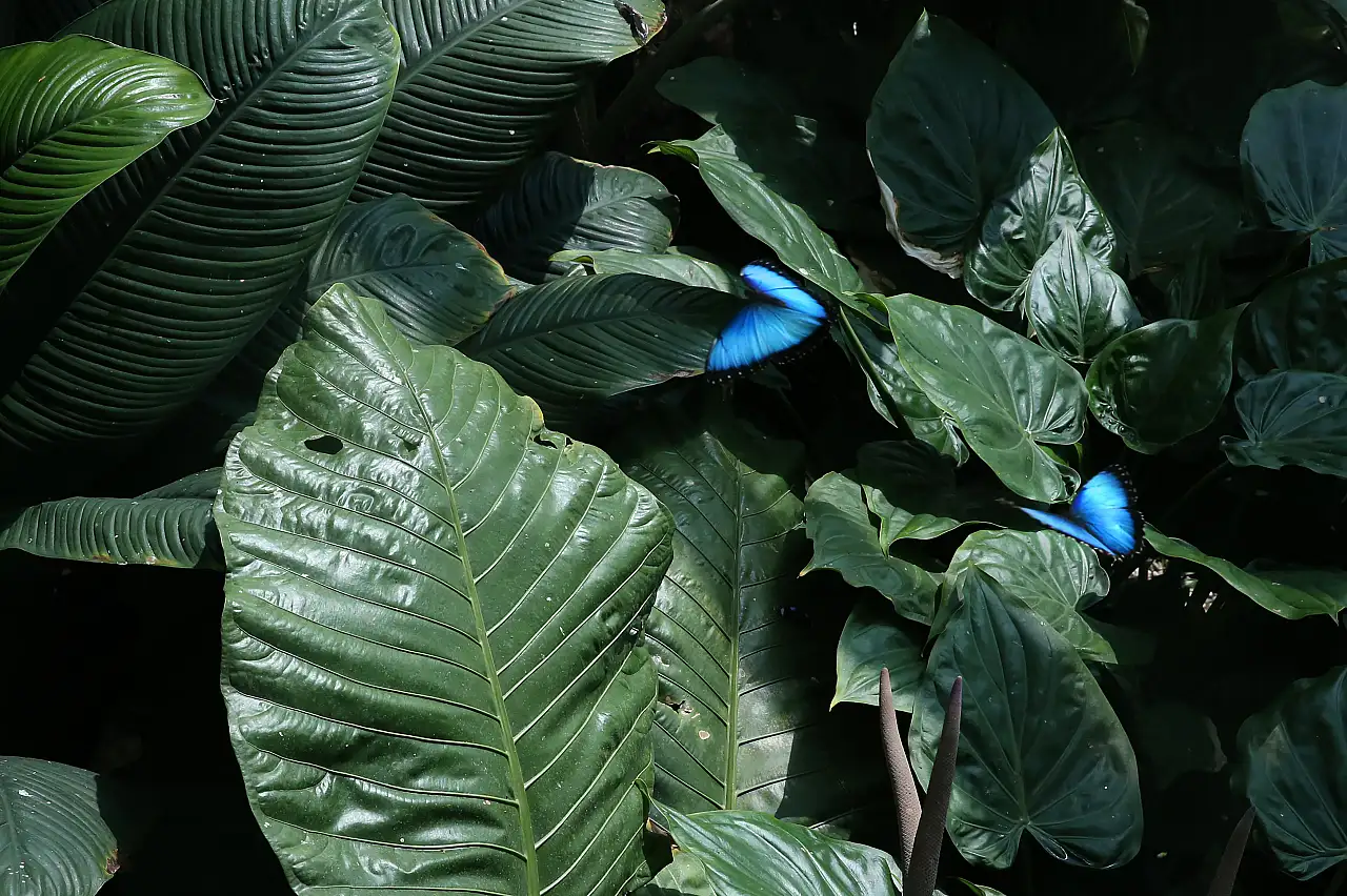 Konya' nın eşsiz botanik bahçesi kendine hayran bırakıyor
