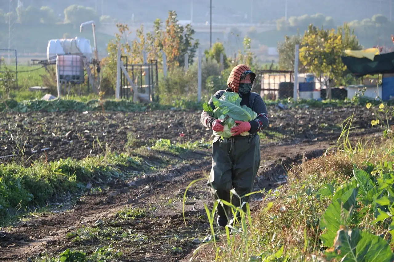 Üreticiyi 'Bolluk' vurdu: Fiyatlar düştü, hasat takvimi şaştı