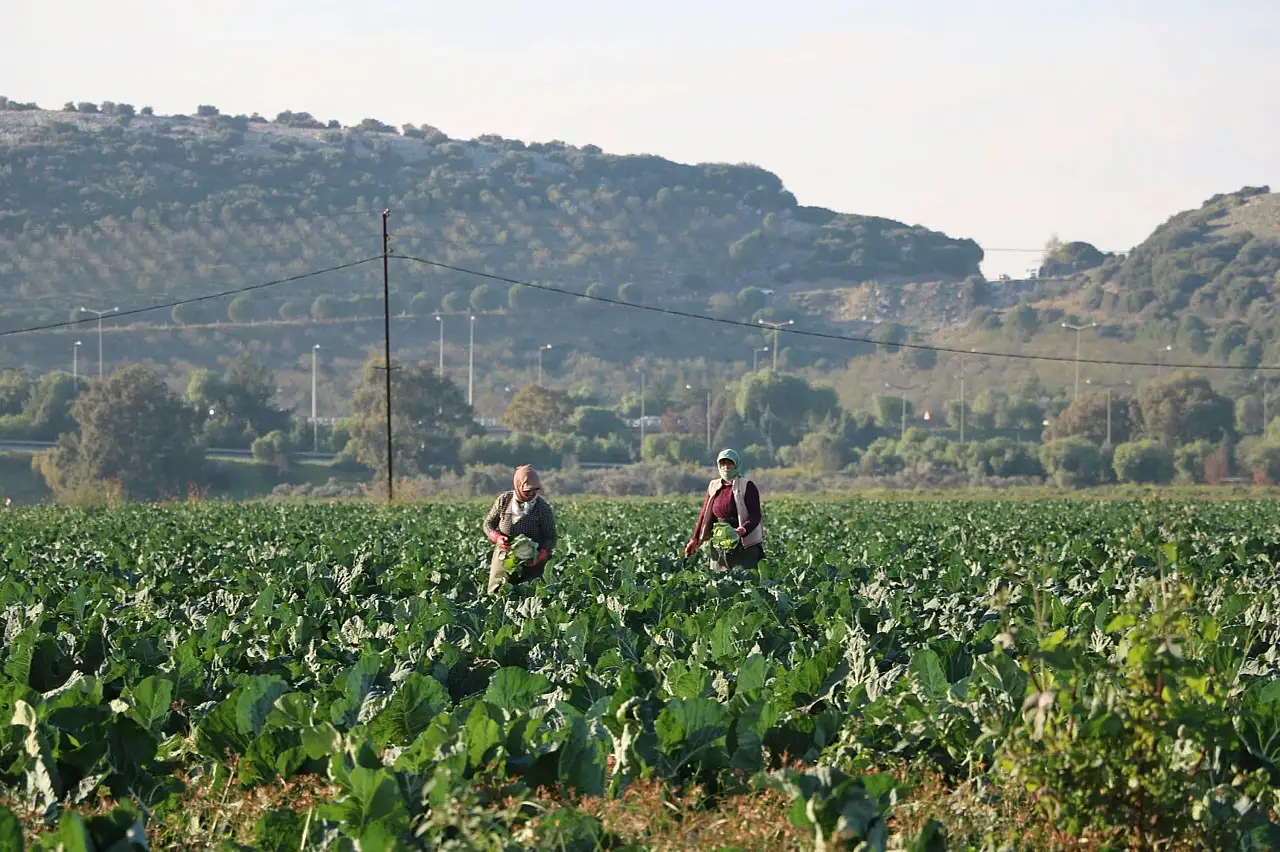 Üreticiyi 'Bolluk' vurdu: Fiyatlar düştü, hasat takvimi şaştı