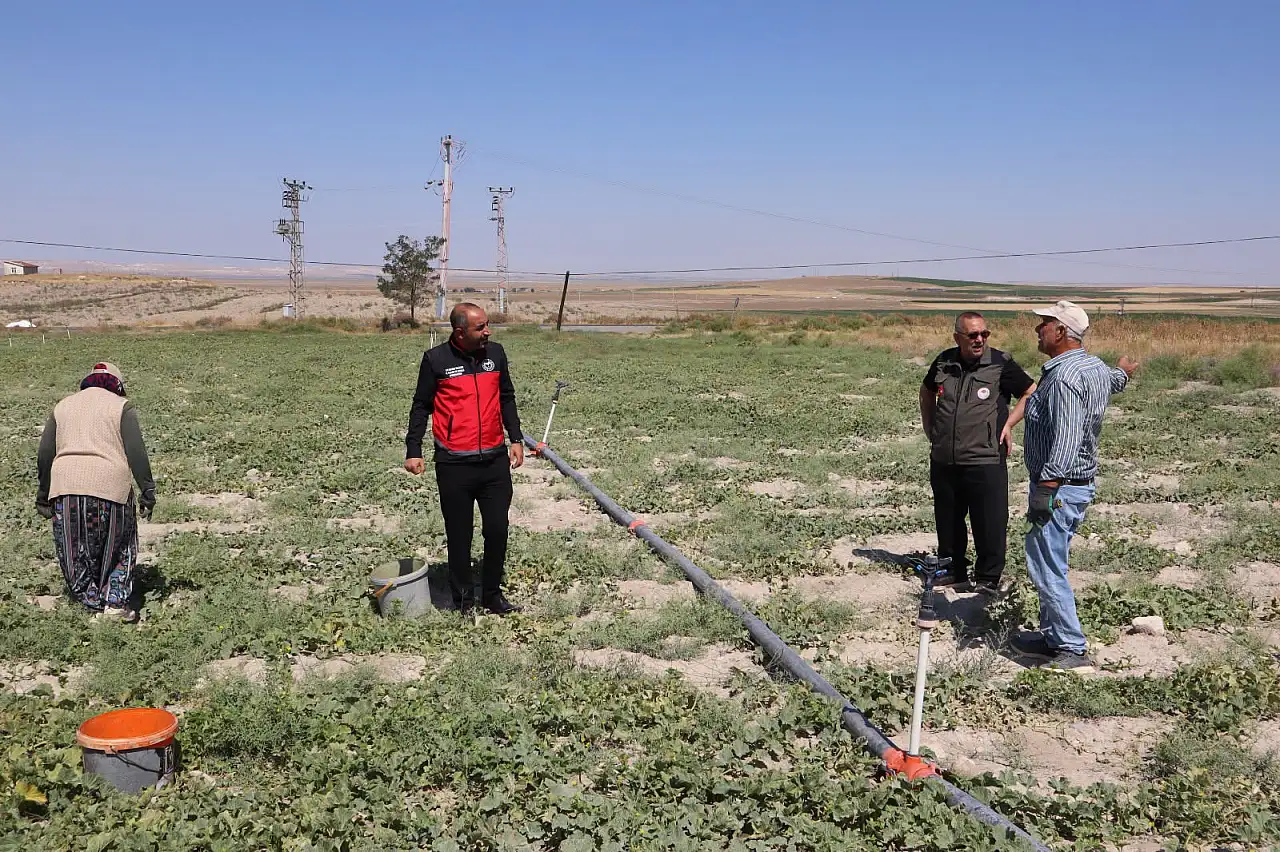 Konya'da kavundan önce o toplanıyor! Hasat başladı