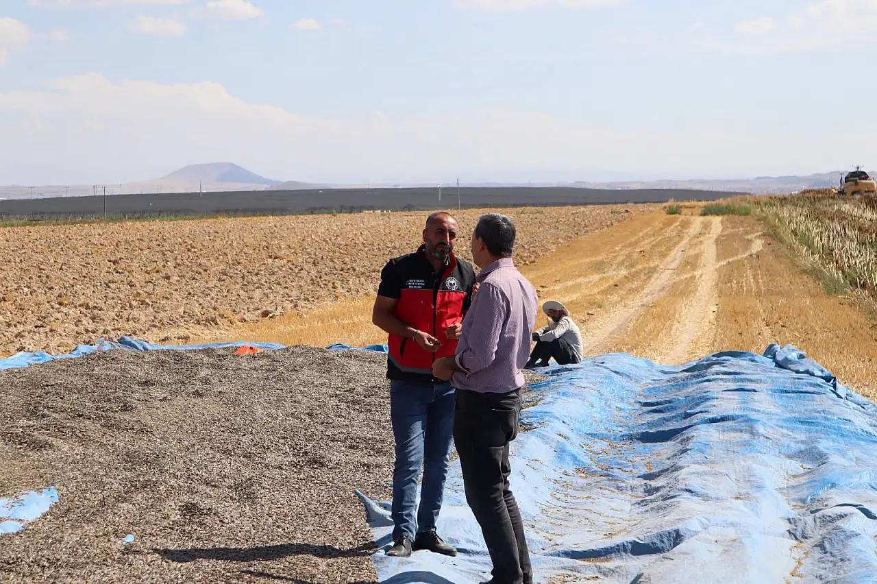 Konya'da hasat mesaisi sürüyor