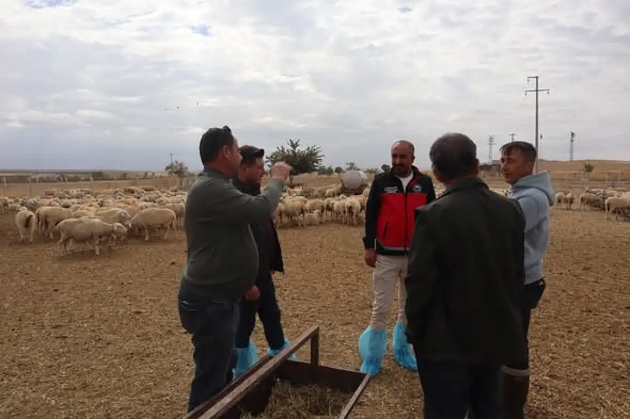 Konya'da hayvancılık hamlesi: Islah projeleri yerinde incelendi