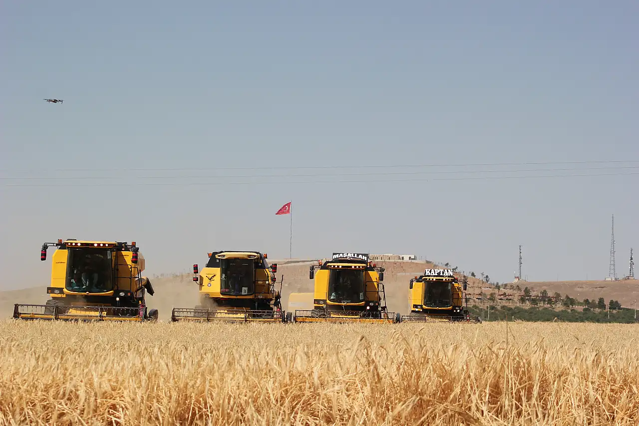 TİGEM Ceylanpınar Tarım İşletmesi'nde hububat hasadı devam ediyor